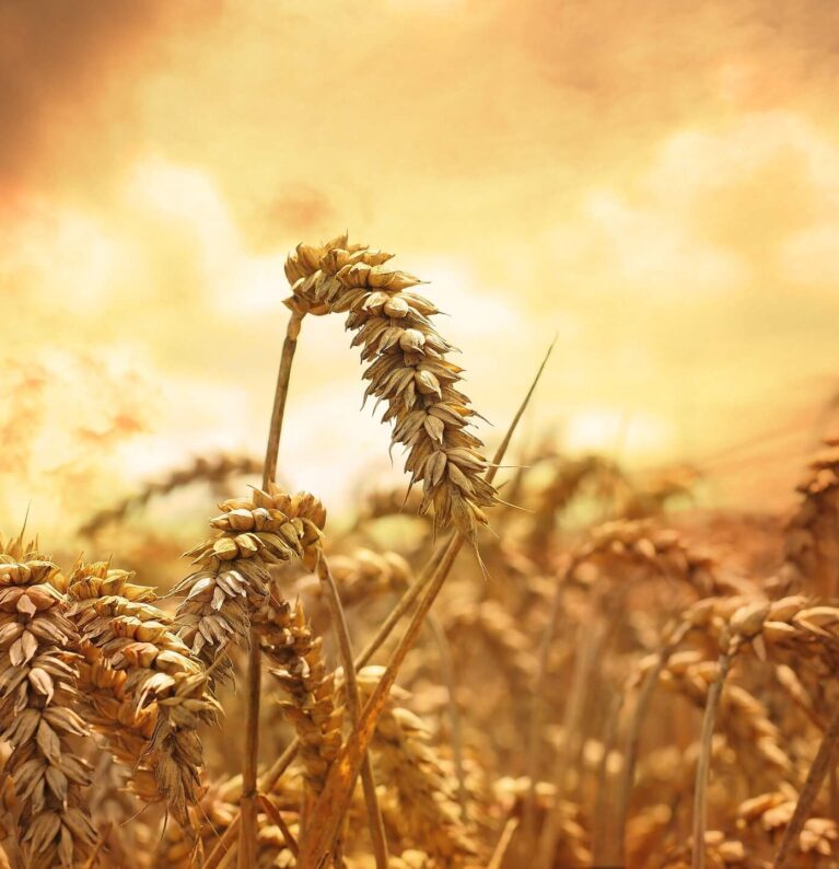 আমাদের সম্পর্কে